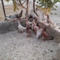 جوجه نامبروطوقی|پرنده|همدان, |دیوار