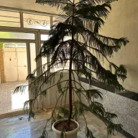گل.|گل و گیاه طبیعی|اشنویه, |دیوار