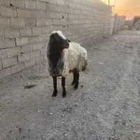 قوچ ۲ ساله|حیوانات مزرعه|خمینی‌شهر, |دیوار