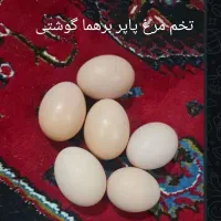 فروش فوری تخم مرغ پاپر برهما
