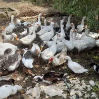 غاز و قو غاز|حیوانات مزرعه|رشت, گلسار|دیوار