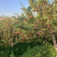 باغ سیب با بهترین لوکیشن ۴۰ درصد زیر قیمت مهاجرت