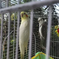 فروش دو عروس هلندی|پرنده|خرمآباد (تنکابن), |دیوار