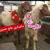 گوسفند زنده تنظیم بازار اتحادیه تخفیف محرمی