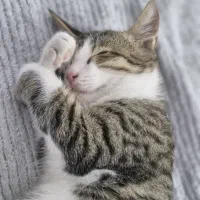 واگذاری گربه|گربه|نور, |دیوار