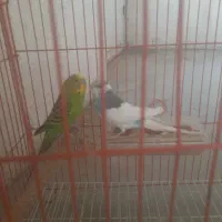 فروش یک جفت مرغ عشق