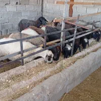 گوسفندماده