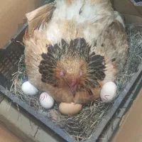 مرغو خروس دزدیده شده|حیوانات|گرگان, |دیوار