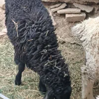 برع مری نر