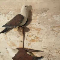 کلاغ و خال و دم سفید و طوقی