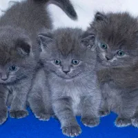 پرشین بلو بریتیش لانگ هیر بلو گربه|گربه|تبریز, |دیوار