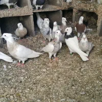 طوقی اصیل|پرنده|میانه, |دیوار