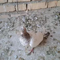 کفتر|پرنده|بجنورد, |دیوار