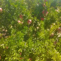 گزارش به مدیریت دیوار