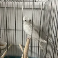 جفت عروس هلندی البینو