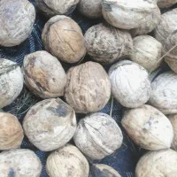 گردو خشک امسال مغز سفید کیلو 700 قیمت استثنائی