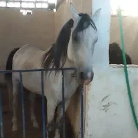 اسب ترکی