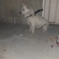 فروش سک پامر|سگ|بهبهان, |دیوار