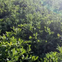 فروش بذر یونجه رنجر باراندمان بالا