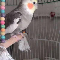 گمشده