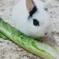 خرگوش