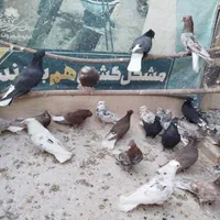 دم‌سفید سرور|پرنده|اصفهان, ارغوانیه|دیوار