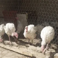 بوقلمون بیوتی گوشتی ۱۰۰روزه