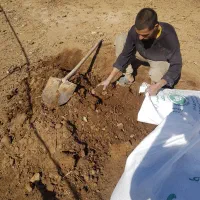 کود گوسفندی درجه یک