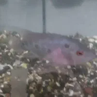 اکواریوم و ماهی فلاورهورن