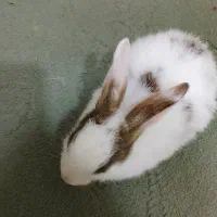 خرگوش خانگی|موش و خرگوش|قشم, |دیوار