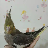 جوجه|پرنده|تهران, مسعودیه|دیوار