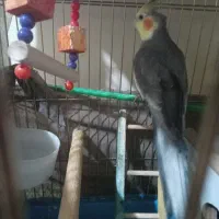 سه عدد عروس هلندی باقفس باهم ۲ میلیون