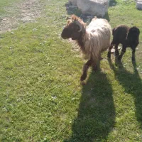 دومیش دوبره|حیوانات مزرعه|مسجد سلیمان, |دیوار