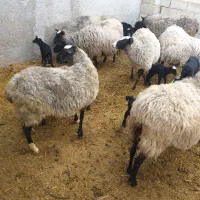 گوسفند رومانوف|حیوانات مزرعه|شهریار, شهرک اداری تندگویان|دیوار