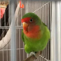 طوطی برزیلی نر|پرنده|لاهیجان, گلستان|دیوار