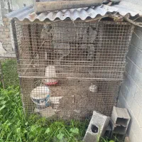 قفس آهنی مخصوص نگهداری حیوانات|لوازم جانبی حیوانات|قائم‌شهر, |دیوار