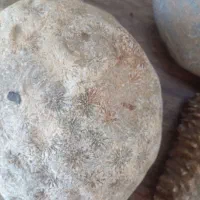 سنگهای‌صدف‌و‌مرجان|کلکسیون اشیاء عتیقه|ارومیه, |دیوار