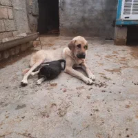 ماده پژدر