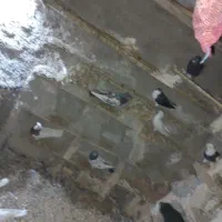 کبوتر|پرنده|باوی, |دیوار