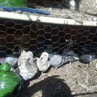 پلاکی‌‌وسرور|پرنده|اصفهان, شهرک زاینده رود|دیوار