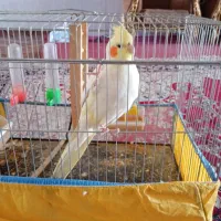 عروس هلندی|پرنده|فسا, |دیوار