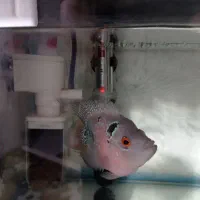 ماهی آکواریومی