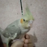 عروس هلندی معاوزه با دوتا بوقلمون