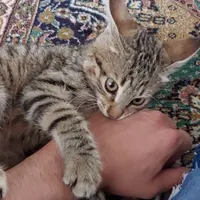 واگذاری رایگان بچه گربه بسیار بازیگوش