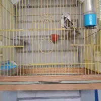 سیره سرخ دوساله