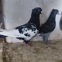 کفتر رنگه دم سفید کله سینه