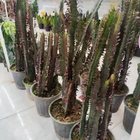 افوربیا تریگونا کاکتوس پتوس بن سای زاموفیلیا گندمی|گل و گیاه طبیعی|قم, نیروگاه|دیوار