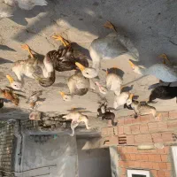 ۳۷عدد اوردک محلی دانی ۴۲۰