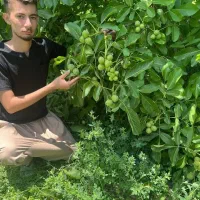 توزییع نهال گردو خوشه ای اسراییلی کاغذی