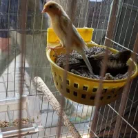 قناری جفت شده و کوتوله جفت رنگهای خاص